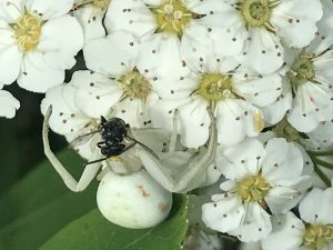 Crab Spider